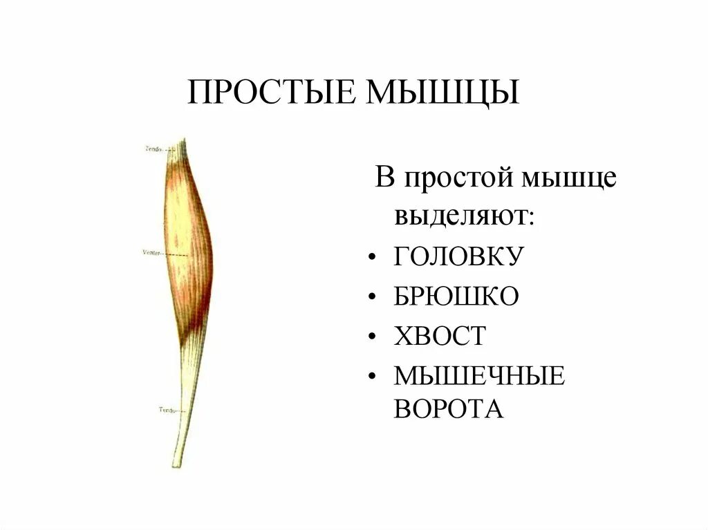 Мышечная система простейших