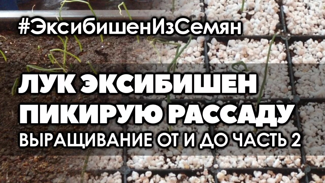 Эксибишен на рассаду в сибири. Лук эксибишен выращивание рассады. обрезка рассады лука эксибишен. эксибишен без рассады. высадка лука эксибишен в грунт рассадой.
