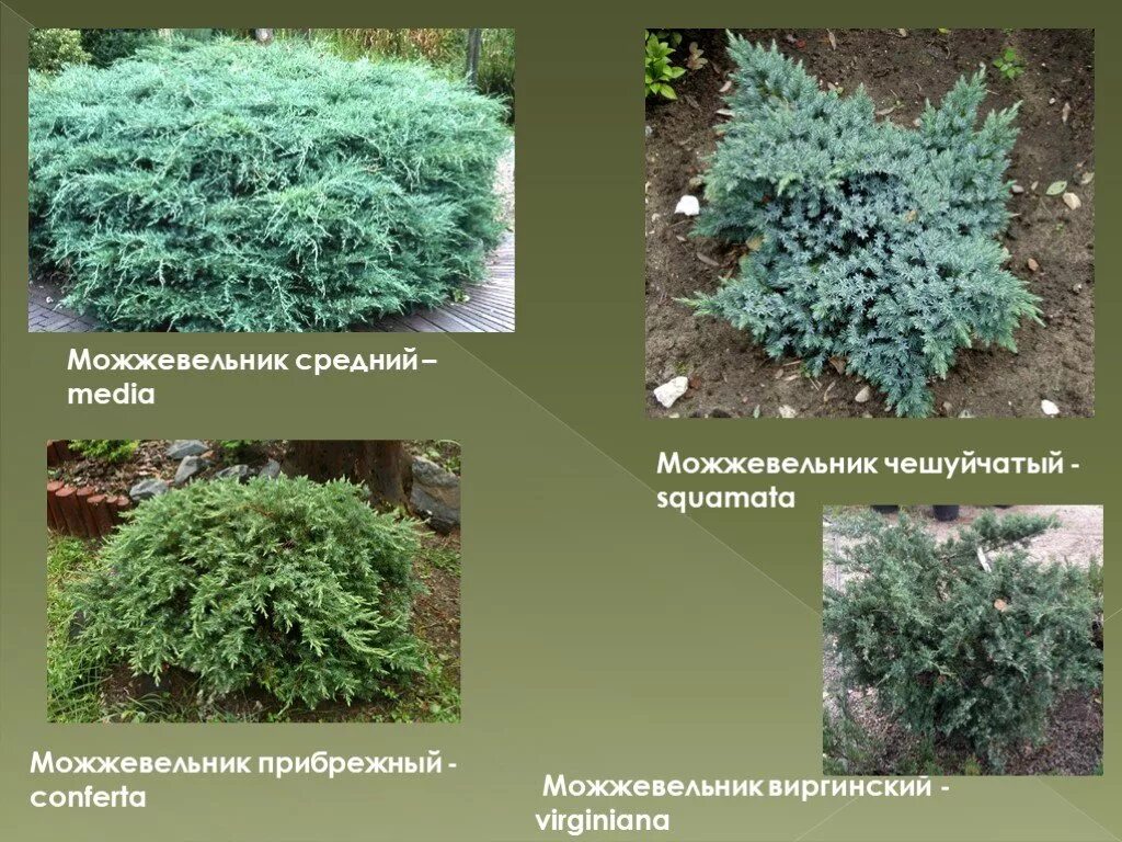 Виды хвойного сада