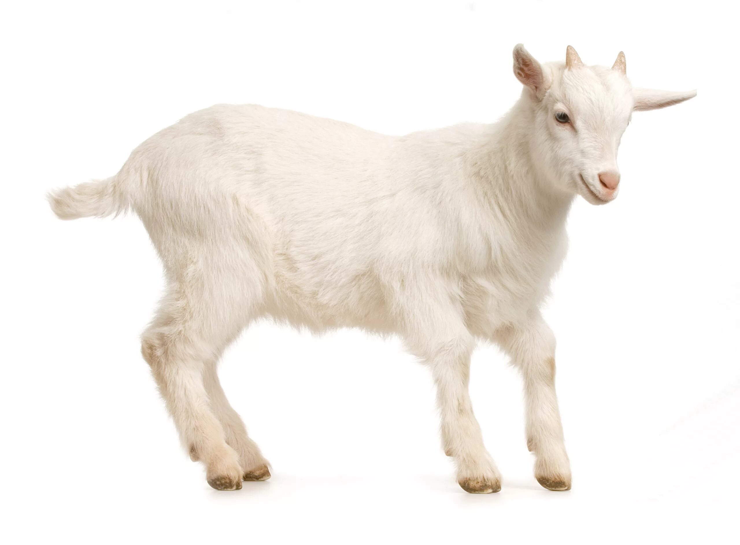 козленок на белом фоне. козленок для детей. козленок мультяшный. козленок бодайка рисунок. коза с козлятами для детей.