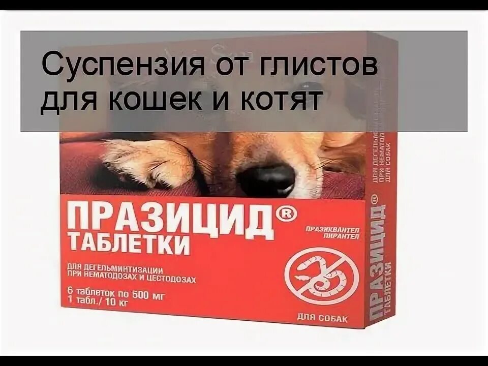 Что можно дать котенку от глистов. Что можно дать котенку от глистов