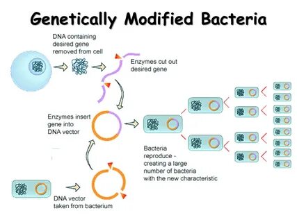 Genetic engineer