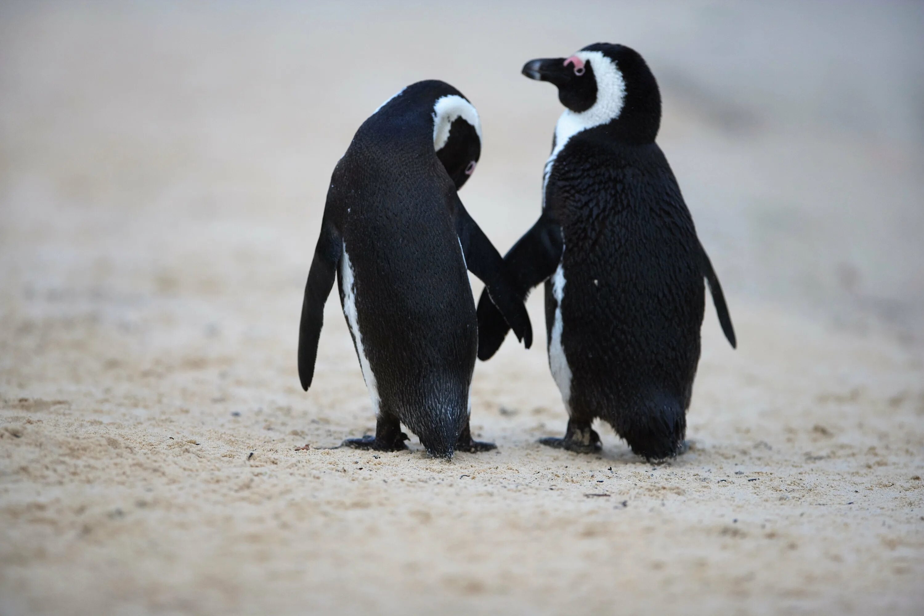 Пингвин. Пара пингвинов. Смешные пингвины. Пингвины обнимаются. Пингвины моей мамы 6