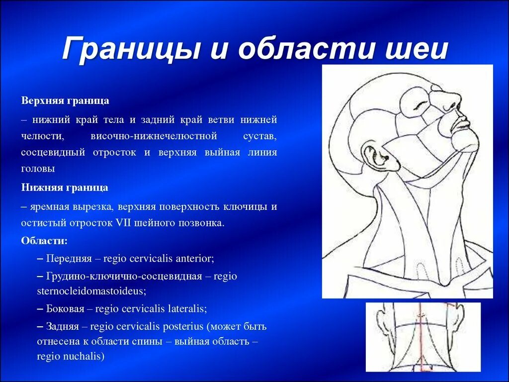 Содержимое шеи. Верхняя граница шеи топографическая анатомия. передний отдел шеи топографическая анатомия. треугольники шеи.