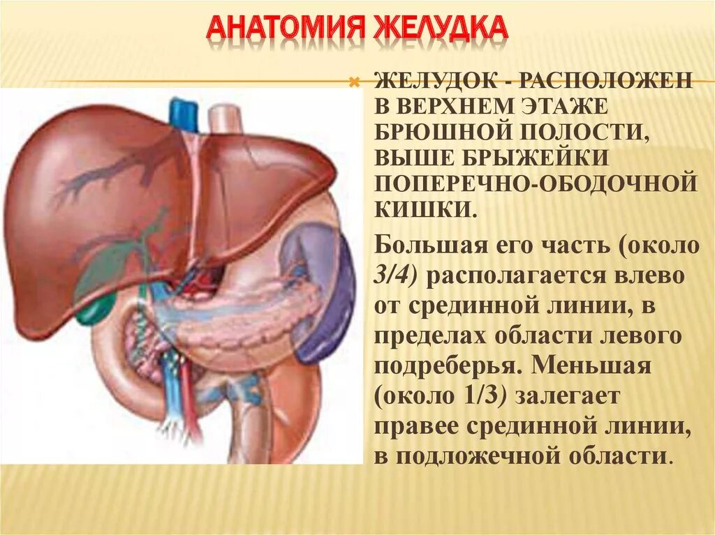 Анатомическое строение,расположение,функции желудка. Анатомически расположение желудка. Анатомические структуры желудка. Краткая анатомия желудка. Области жкт