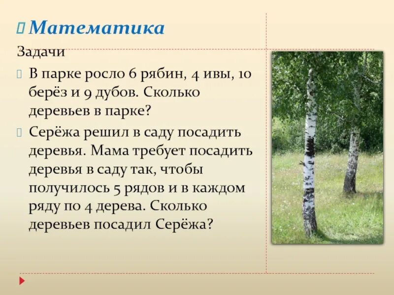 В парке 40 берез количество. Как растет береза. Что растет на Березе. Решение задачи в парке растут деревья. Береза задания.