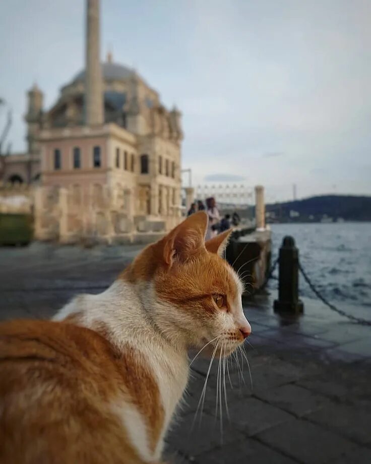 Turkey cats. Город кошек. Стамбул город кошек. Кушка город. Гордая кошка.