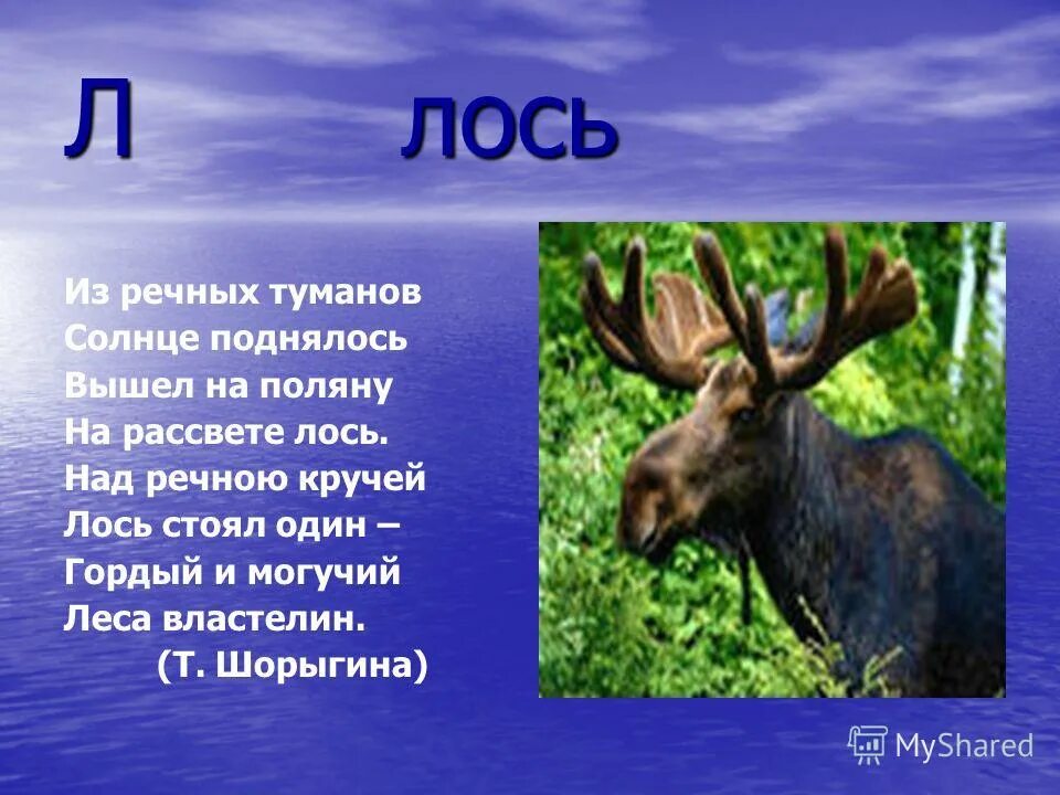 Лось 1 8. Стих про лося. Стихотворение про лося. Стихотворение про лосенка. Из речных Туманов солнце поднялось вышел на поляну на рассвете Лось.