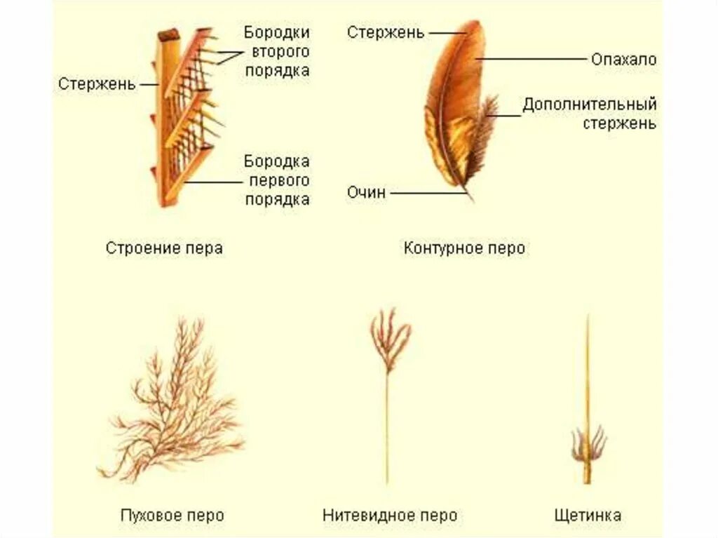 Естественный процесс смены шерстного и перьевого покрова. Строение пухового пера птицы биология 7 класс. Маховое перо птицы строение. Строение махового пера у птиц. Пуховое перо птицы строение.