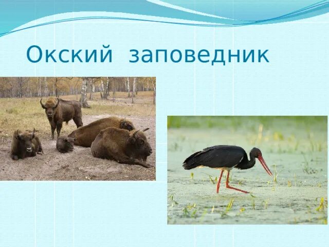 Окский заповедник тундра. Окский заповедник зубры. Окский заповедник тундра. Окский заповедник. Зубровый питомник окского заповедника.