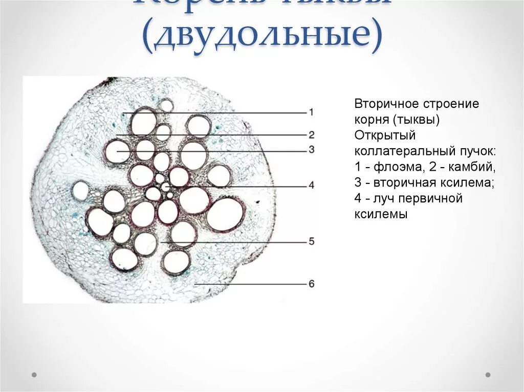 Корни двудольных и однодольных растений. Поперечный срез корня однодольного и двудольного растения. Поперечный срез корня однодольного. Поперечный срез корня тыквы. Срез корня однодольного растения.