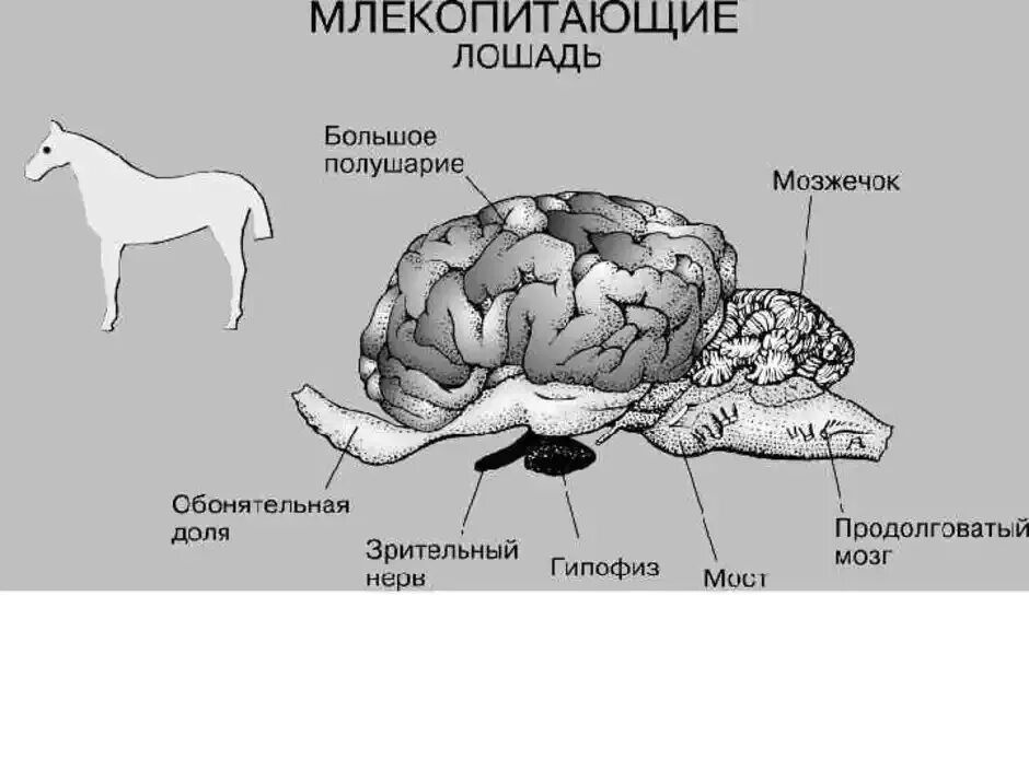 Какой отдел мозга млекопитающих имеет два полушария. Строение головного мозга млекопитающих. Строение коры головного мозга млекопитающих. Головной мозг сельскохозяйственных животных строение. Головной мозг КРС.