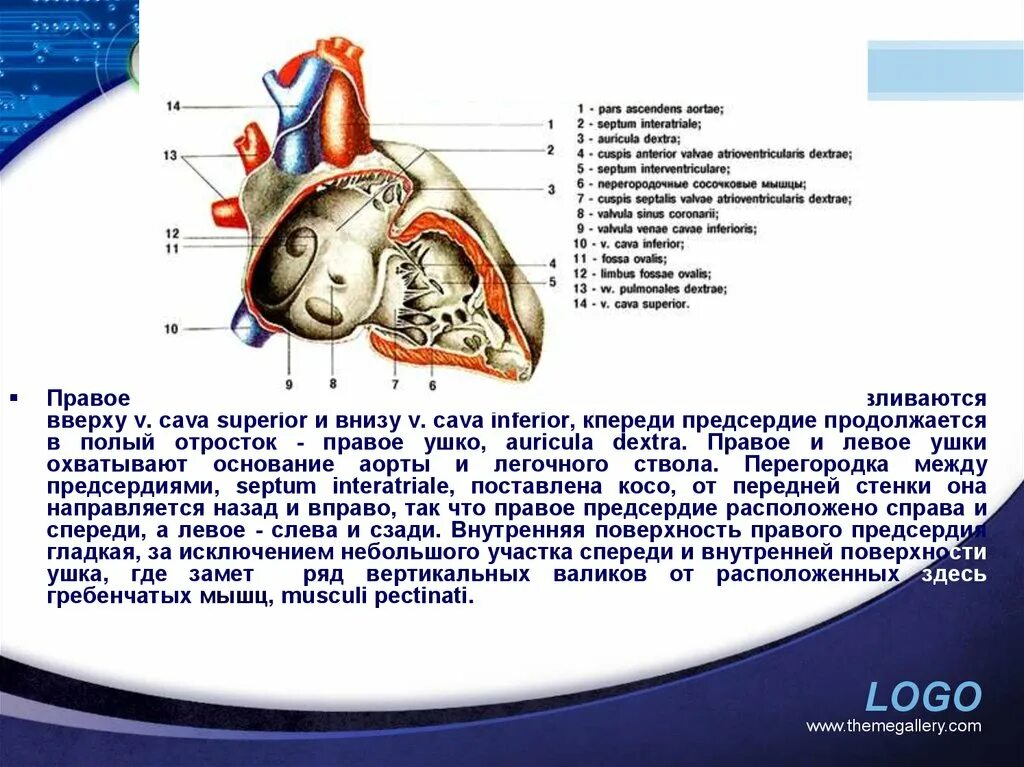 Правое предсердие (Atrium dextrum). Ушко правого предсердия анатомия. Строение левого предсердия. Правое ушко правого предсердия. Характеристика правого предсердия