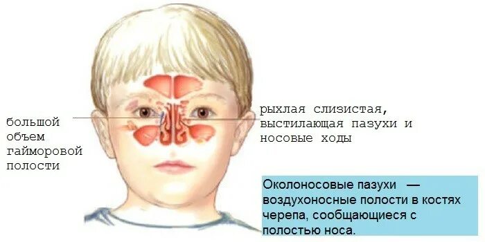 Строение носовой полости у грудничка. Пазухи носа анатомия у детей. Строение носа и пазух у ребенка. Структура носа у ребенка.