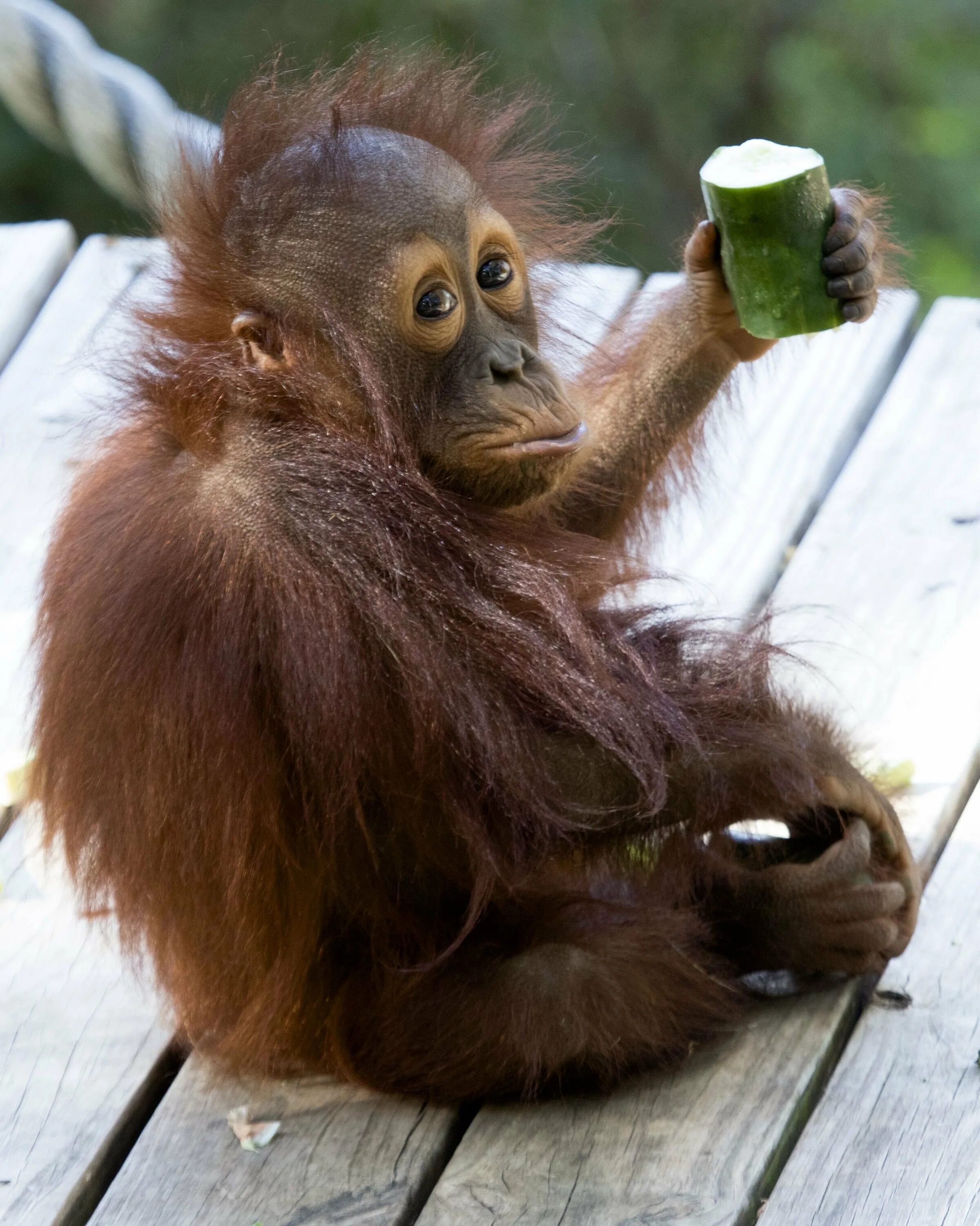 Горилла и орангутанг. Обезьяна орангутан. Прикольные обезьяны. Смешные обезьяны. Фото смешных обезьянок