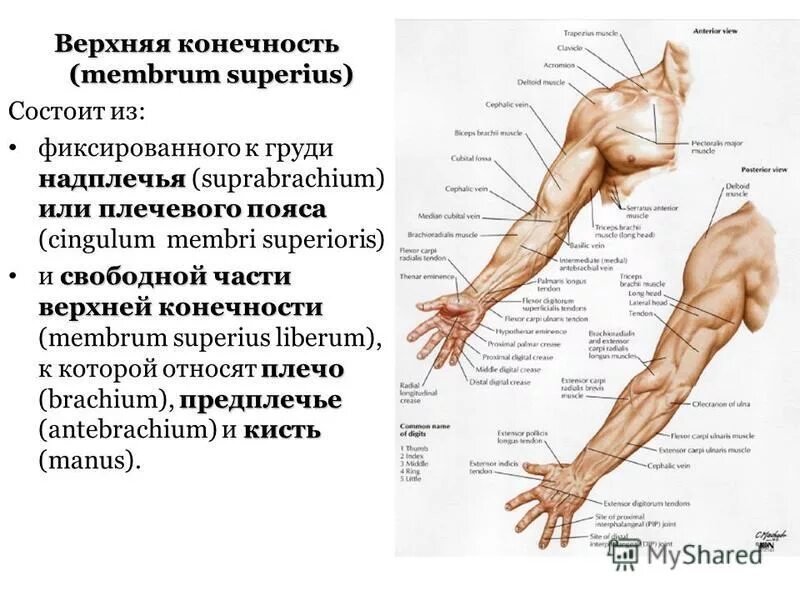 Как называется рука с другой стороны. Топографическая анатомия верхней конечности. части тела предплечье надплечье. плечо предплечье кисть анатомия. предплечье рука анатомия строение.