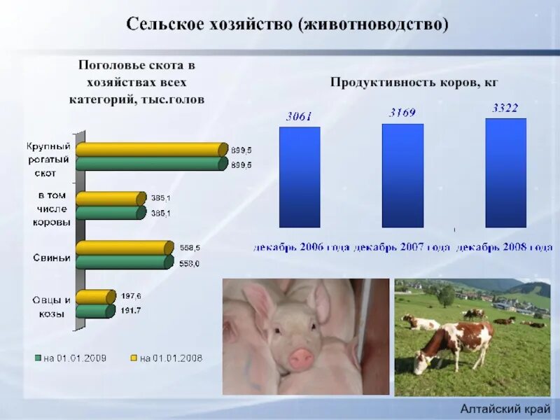 Какое животноводство развито в краснодарском крае. Скотоводство в алтайском крае. животноводство в алтайском крае доклад. животноводство в алтайском крае 3 класс. общее поголовье и продуктивность хозяйства.
