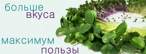 Вред микрозелени для организма человека