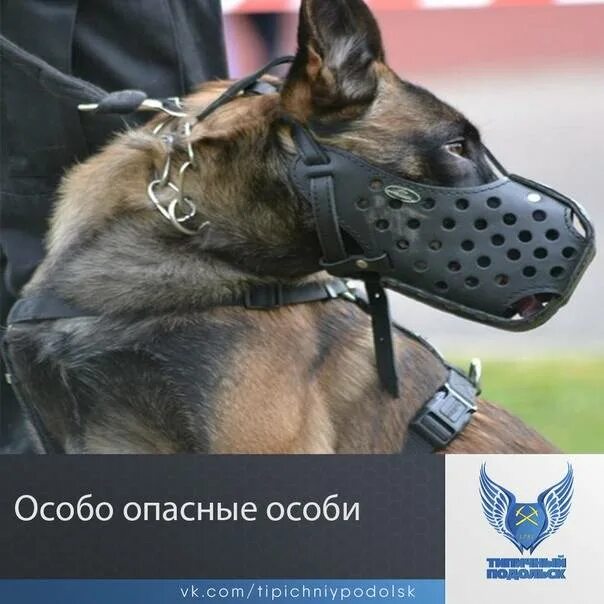 Выгул собак. Объявление про выгул собак на поводке. Закон о собаках в намордниках 2024. Выгул собак в наморднике табличка. Закон о собаках в намордниках 2024.