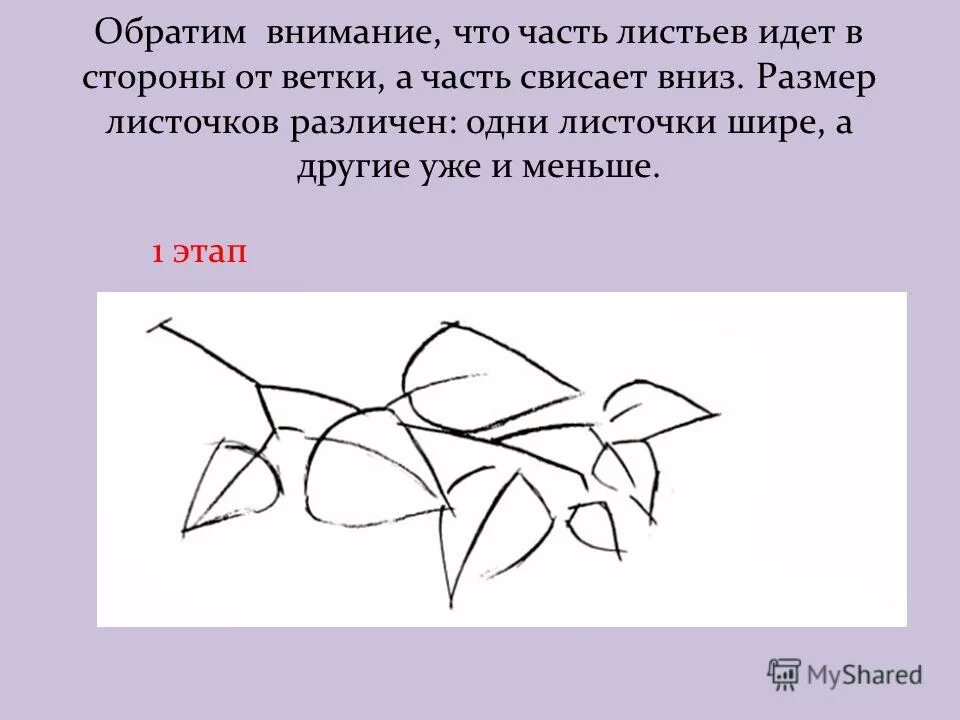край листочков. собирать листву. раз два три четыре пять будем листья собирать листья. поверните три листа в сторону ветви. калина рисунок для 2 класса.