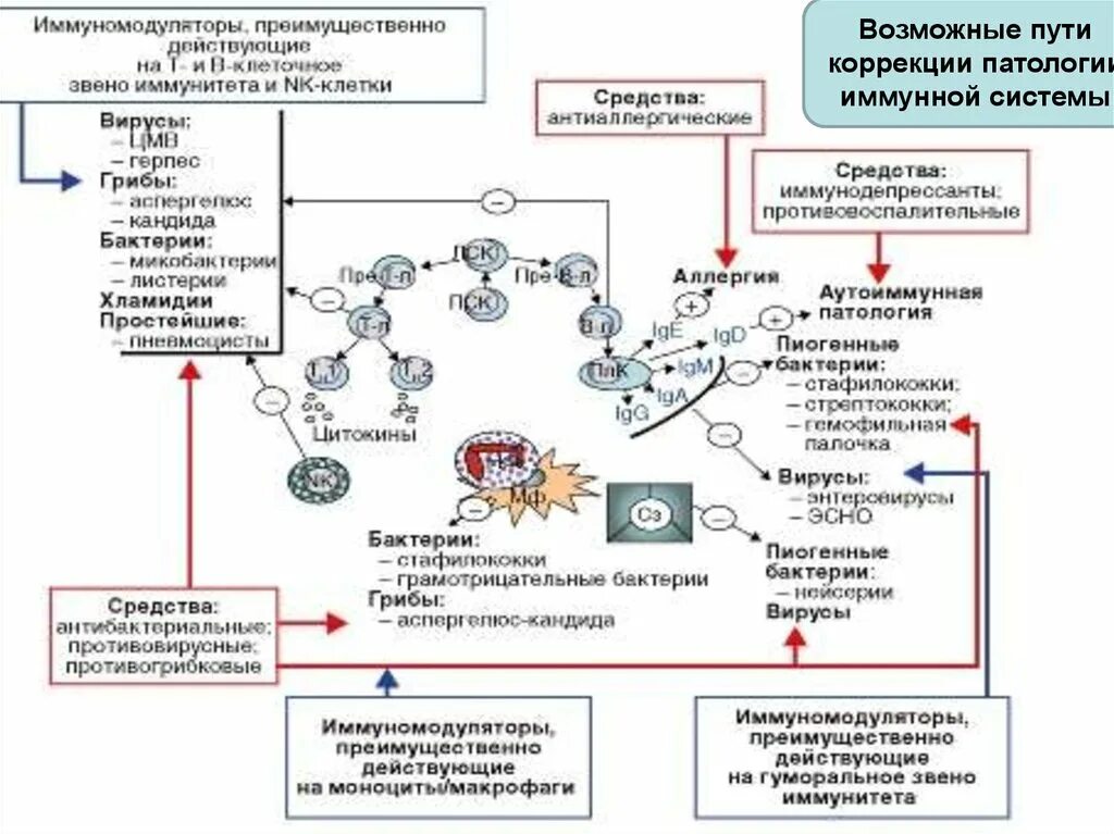 Патогенез развития вторичного иммунодефицита. Механизм формирования вторичных иммунодефицитов. Первичный иммунодефициты схема патогенеза. Схема развития первичных иммунодефицитов. Иммунная коррекция