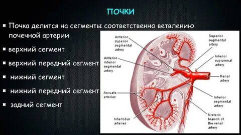 Почечная артерия норма