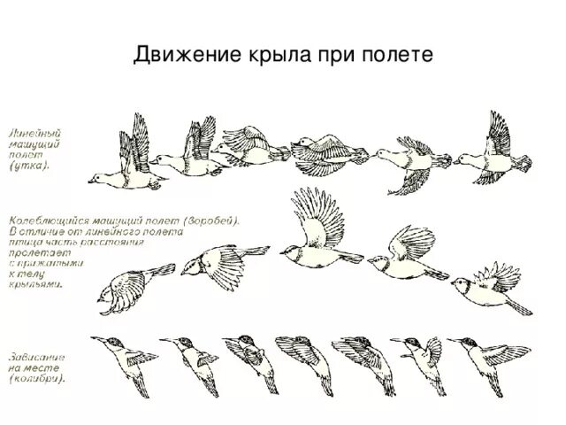 Летает схема. Полет птицы схема. стадии полета птицы. фазы движения птицы. движение крыла птицы.