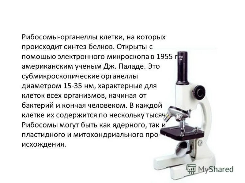 гранулярный компонент ядрышка. ядрышко при световой микроскопии. рибосомы состоят из. рибосомы. рибосомы под микроскопом.