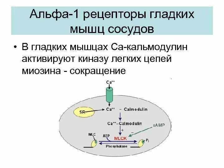 Мышечные веретена и сухожильные рецепторы. Рецептор гладкой мышцы. Механизм сокращения гладких мышц схема. Механизм защелк гладких мышц. Рецептор гладкой мышцы.