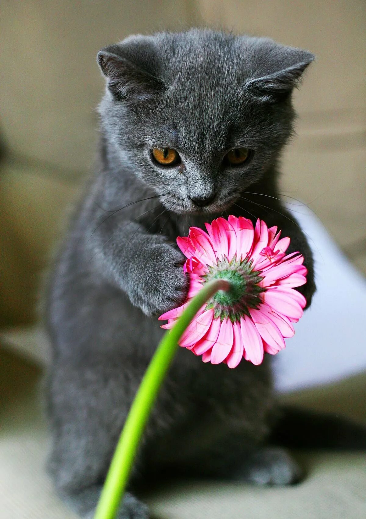 Цветы кис. Котёнок с цветком. Кошечка с цветами. Котик с цветочком. Кот с букетом цветов.