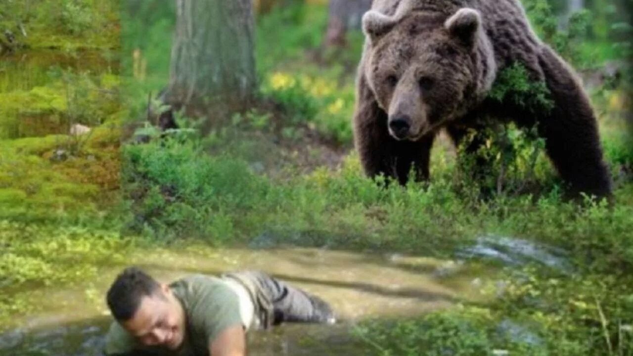 Медведи в болоте. Медведь в тайге. Встреча с медведем в лесу. Медведь на болоте. Встреча с медведем в тайге.