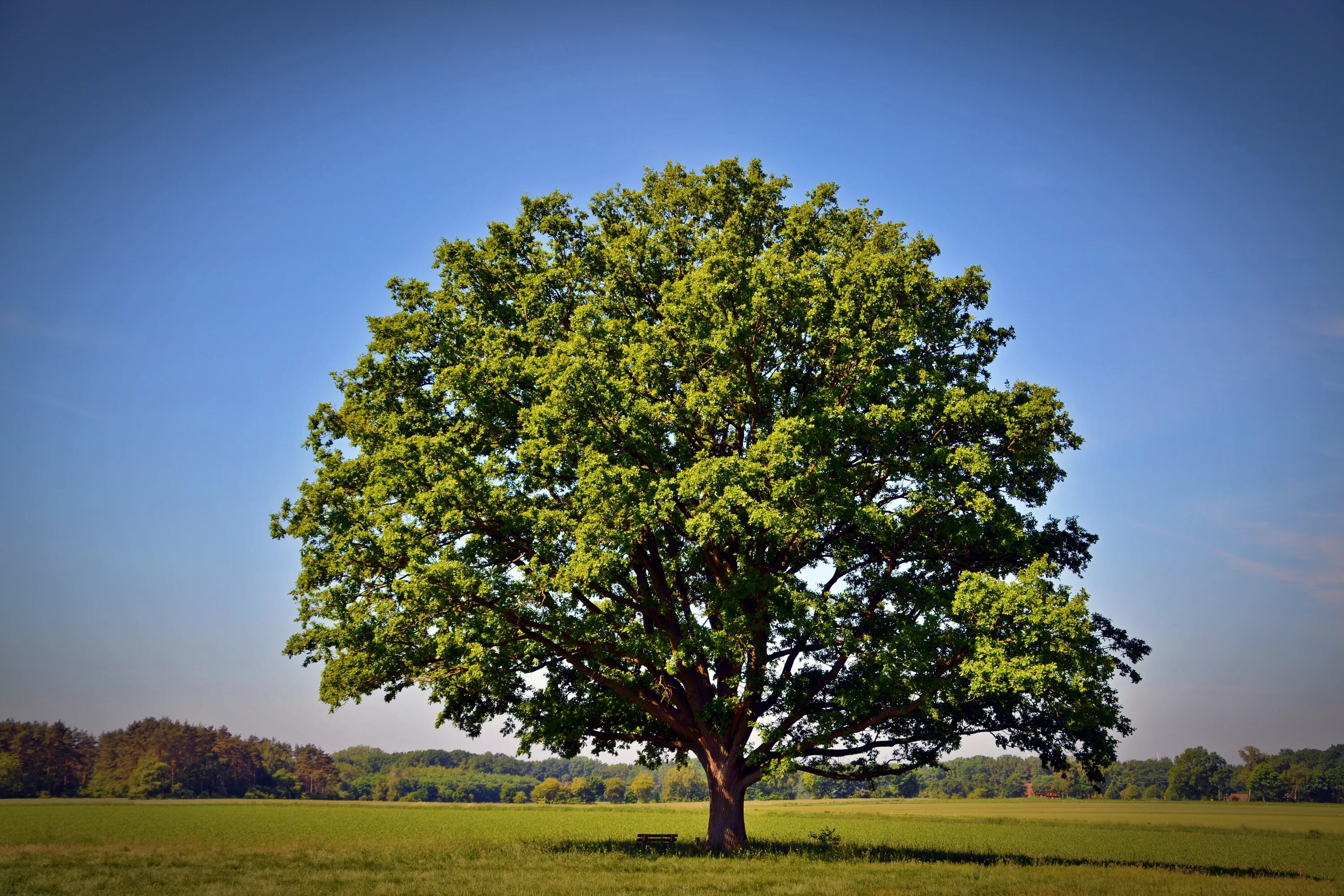 Tree us