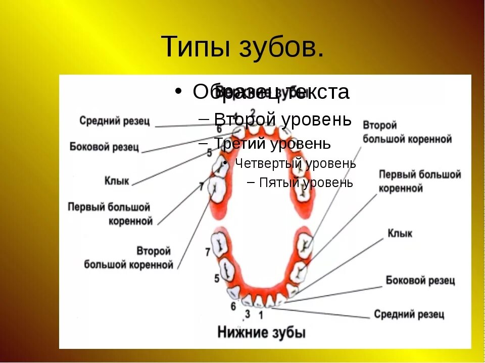 3 5 8 зуб. Типы зубов. Название зубов у человека. Строение и название зубов. Типы зубов человека.