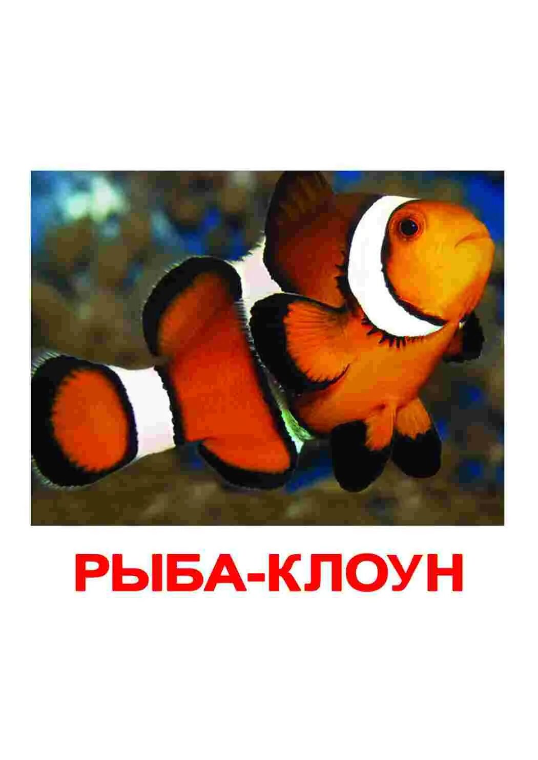 Друг рыбы клоуна. Рыба-клоун. Рыба клоун для детей. Карточки морские рыбы для детей. Рыбка клоун красная.