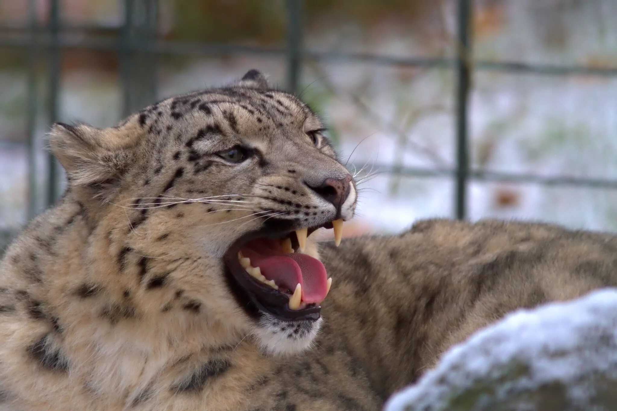 Снежный барс ирбис. Ирбис угроза. Ирбис угроза. - снежный барс (panthera uncia. Ирбис угроза.