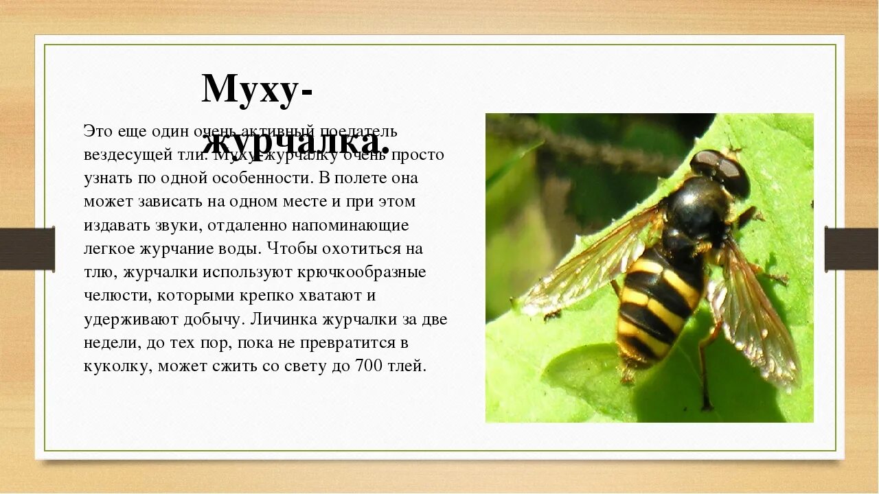 Характер мухи. Среда обитания мухи журчалки. Муха журчалка среда обитания. Оса Муха журчалка пчела. Муха журчалка характеристика.