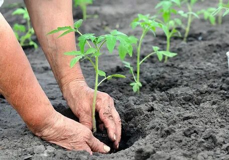 Можно ли сегодня посадить помидоры