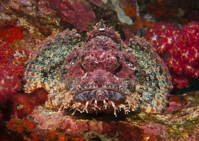 Название опасных рыб. Название опасных рыб. Рыба скорпена бородавчатка. Рыба фугу хищник. Самая ядовитая рыба.