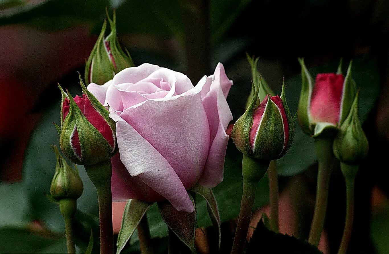 Красивые бутоны 1. Гули Садбарг. Бутон голландской розы.