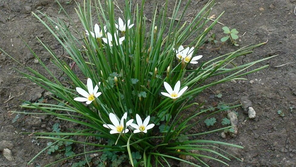Зефирантес фото на клумбе File:Lilly on my  Wikimedia Commons