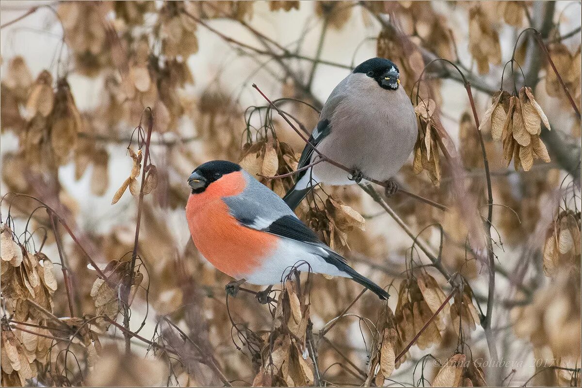 синица зимой. птицы россии зимующие и перелетные птицы. снегирь обыкновенный pyrrhula pyrrhula. снегири и некоторые виды синиц являются оседлыми. синичка лазоревка.