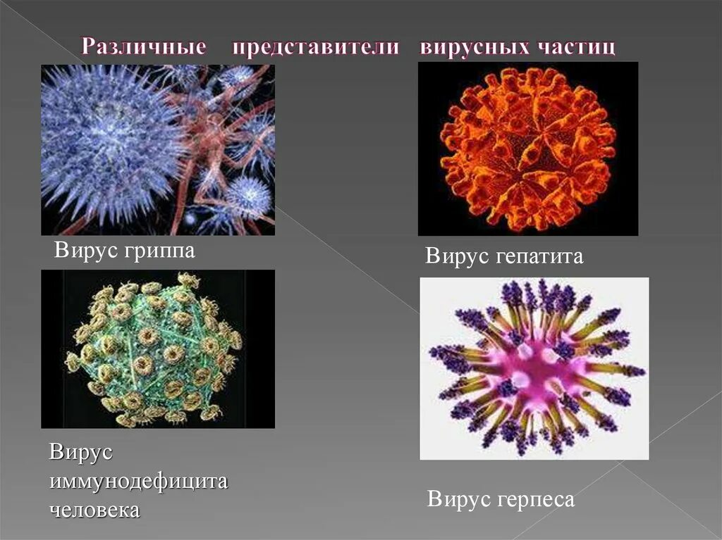 Представители вирусов 5 класс биология. Название вирусов биология 5 класс. Различные вирусы. Представители вирусов. Разновидности ВИРУСОВВИРУС.