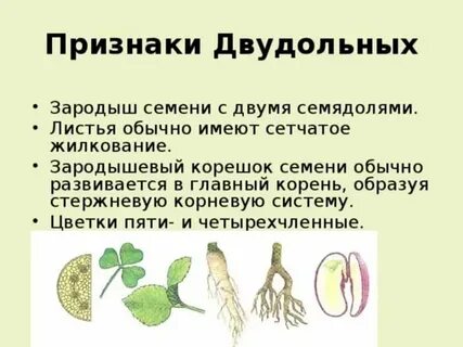 Зародыш листа 8