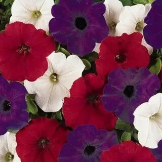 Петуния ампельная изи