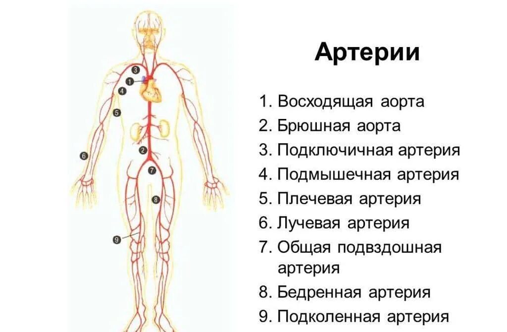 Крупные артерии в артериальной системе. Артерии у человека расположение. Артериальная система человека схема. Расположение крупных артерий.