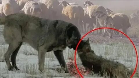 Видео бои кангалов