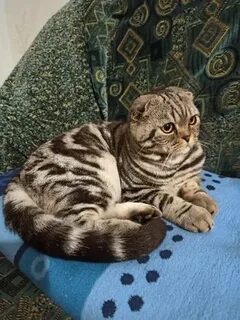 Шотландский кот вязка