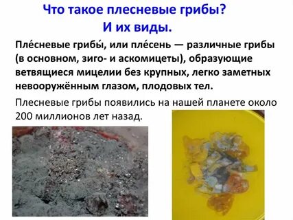 Плесневые грибы названия 7 класс