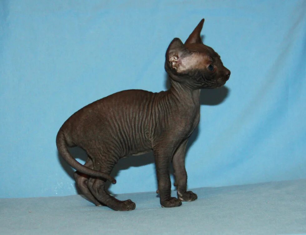 питомник сфинксов спб. уфа питомник сфинксов. питомник канадских сфинксов. сфинкс спб питомник. канадский сфинкс питомник спб.