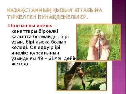 Орыс әйелі соратын жардың фотосы